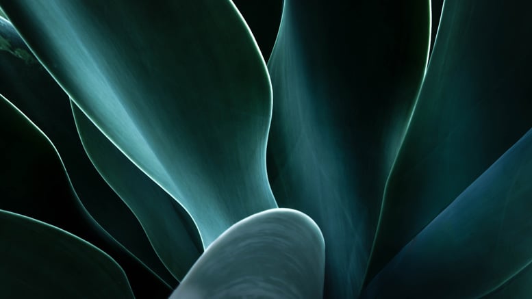 /siteassets/images/news-releases/nr-generic-green-petals-featured.jpg